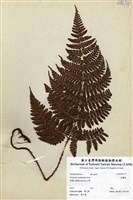 藏品(柄囊蕨)的圖片